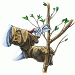 Blog Spring Cleaning – Do Some Pruning! Blog Spring Cleaning – Do Some Pruning!